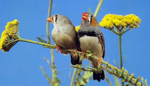 Photo shows a male and female zebra finch perched on a branch. One is singing.