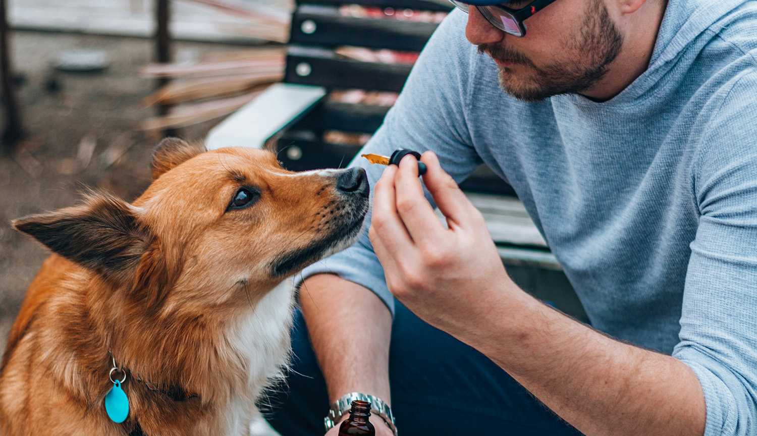 Photo of a red-coated dog raising its snout toward the hand of a human being holding a dropper filled with tan-colored liquid.