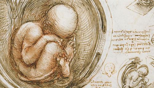 Sketch of fetus in womb by Leonardo da Vinci, circa 1510-13