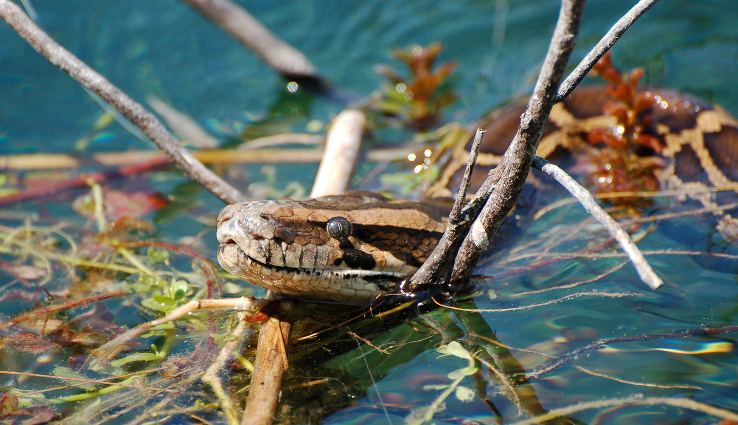 Photograph of a snake head sticking out of the water with some twigs around it.