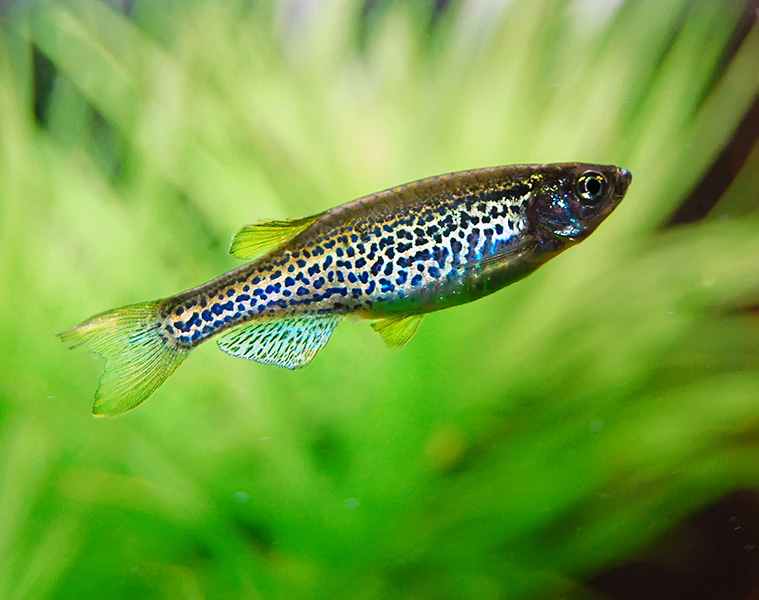 A zebrafish exhibits spots