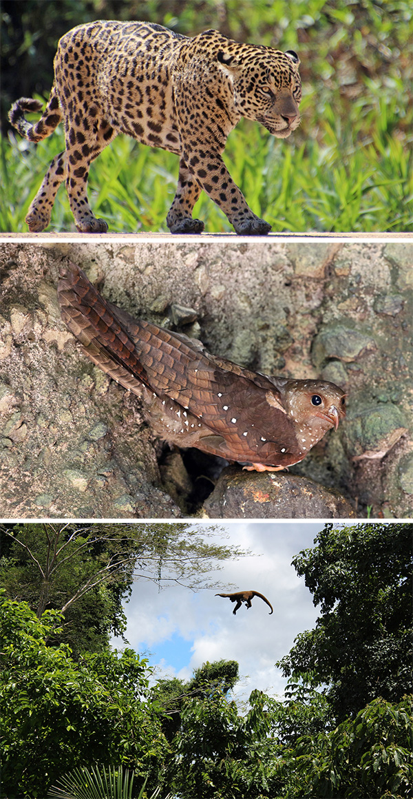 Three photos. The first shows a jaguar, the second a bird and the third a monkey jumping between two trees.