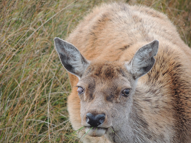 Close-up photo of an old deer with a red coat staring toward the camera. Her right eye looks abnormal, with grey scarring over it.