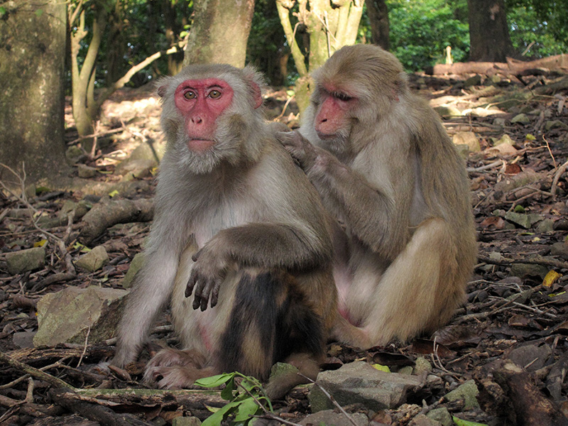 Two old female monkeys. One is being groomed by the other.