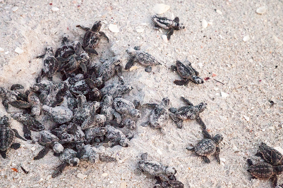 Photograph of newly hatched sea turtles emerging from a hole in the sand.