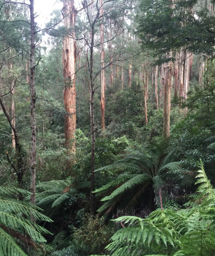 Photograph of a lush forest