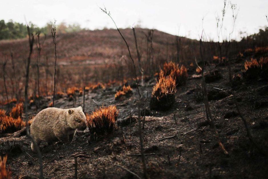 Photograph of a blackened, burned slope. A wombat is seen on the left side of the photograph.