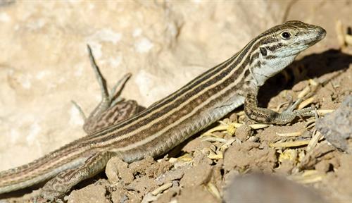 A New Mexico whiptail lizard, Aspidoscelis neomexicana, on a barren desert floor.