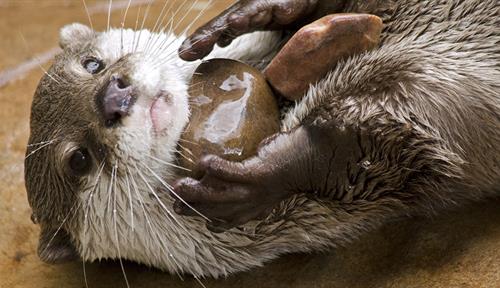 Photograph of an otter lying on its back. It is playing with two small rocks.