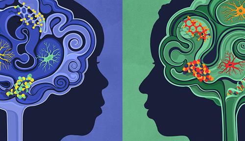 A conceptual illustration shows heads of a girl (left) and a boy (right) viewed side on, as silhouettes. Their brains are depicted as colored swirls in blue (girl) and green (boy). Various molecules and cells are layered on the two brains to indicate differing immune-related functions and risks.