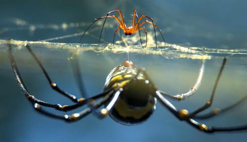 Photograph of a huge black and yellow spider hanging from a web. Above the web is a far smaller orange spider.