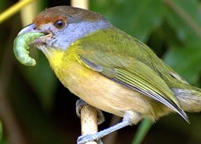 To help birds and insects, cultivate native gardens