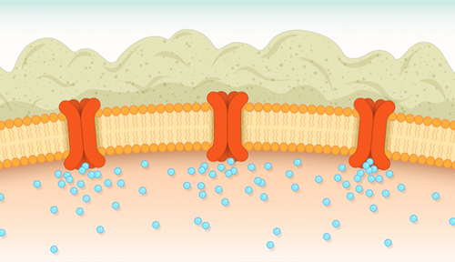 Illustration showing the buildup of mucus outside of a cell due to the problems with the CFTR chloride channel. The channels in the cell membrane are closed and so chloride cannot pass through.