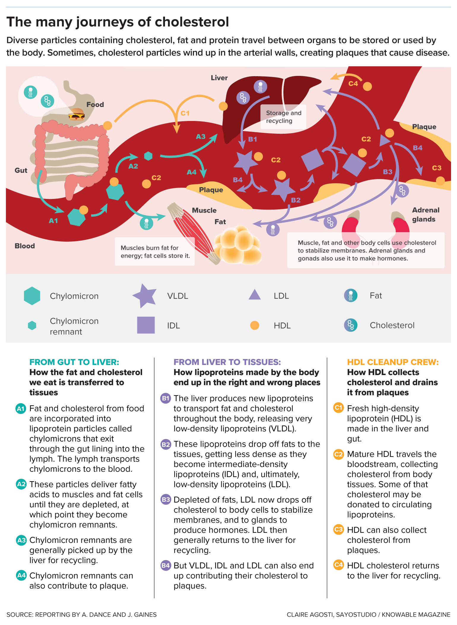 A schematic diagram of a blood vessel shows different forms of cholesterol moving between the gut, liver, fat, muscle, glands and plaques in the vessel wall.