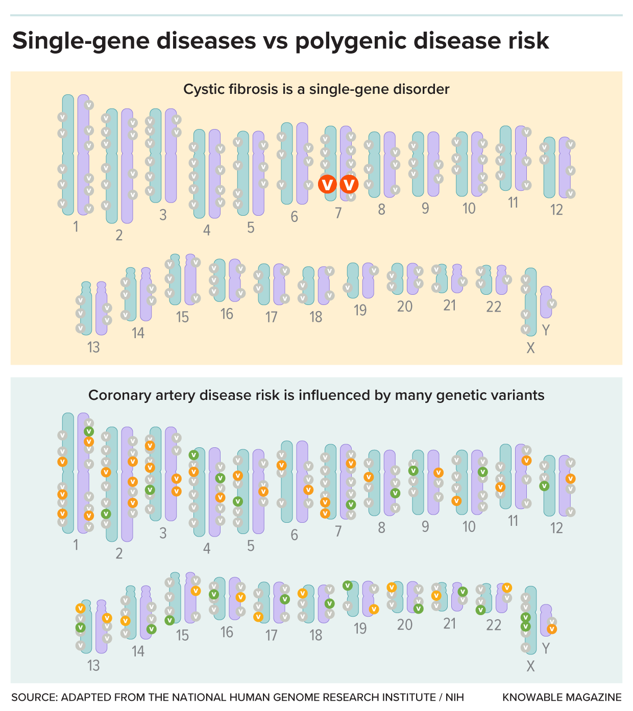 Two sets of human chromosomes marked “v” where they vary from typical sequence. Top: a big “V” on chromosome 7 is sufficient to cause cystic fibrosis. Bottom: many small-“v” variants raise or lower risk for coronary artery disease.