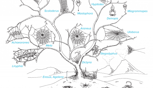 Drawing of a tree with many spiders and webs hanging in its branches and clinging to its trunk. Spiders and their relatives also wander the ground below. 