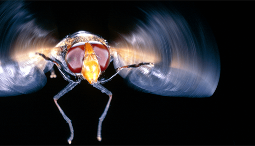 A hover fly in flight