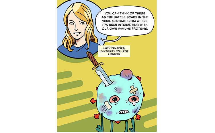 Top left: An illustration of scientist Lucy van Dorp. Bottom right: Comic illustration of a bruised and battered coronavirus, stabbed with a sword. Word bubble coming from scientist's mouth: “You can think of these as the battle scars in the viral genome from where it’s been interacting with our own immune proteins.” – Lucy van Dorp, University College London 