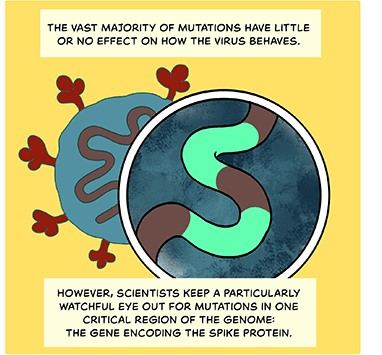 Illustration of coronavirus, with a zoom in on the squiggly brown and green protein. Text: The vast majority of mutations have little or no effect on how the virus behaves. However, scientists keep a particularly watchful eye out for mutations in one critical region of the genome: the gene encoding the spike protein. 